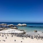 Boulders Beach - Pinguine